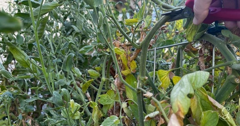 Evaluate and Revive Existing Arizona Tomato Plants Evaluate and Revive Existing Arizona Tomato Plants