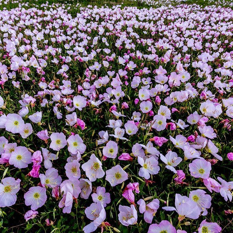 Evening Primrose in Arizona Beds