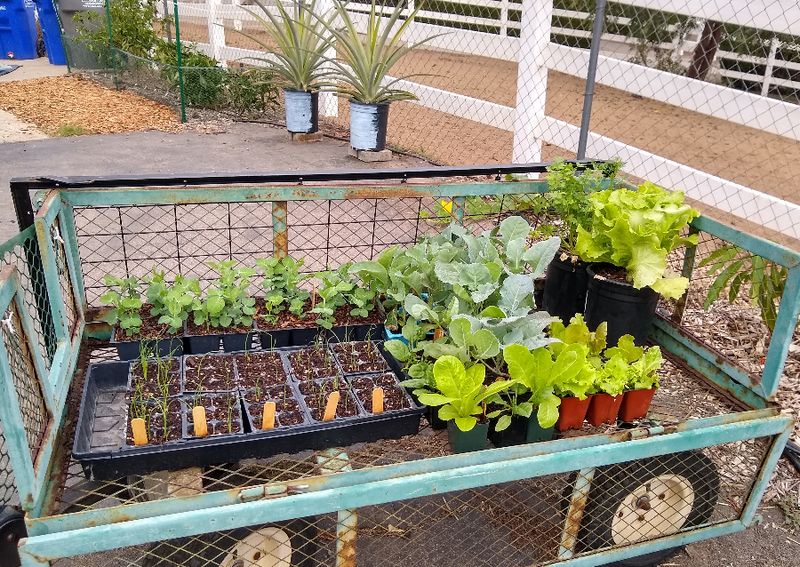 Evening Transplanting Reduces Real Shock Evening Transplanting Reduces Real Shock