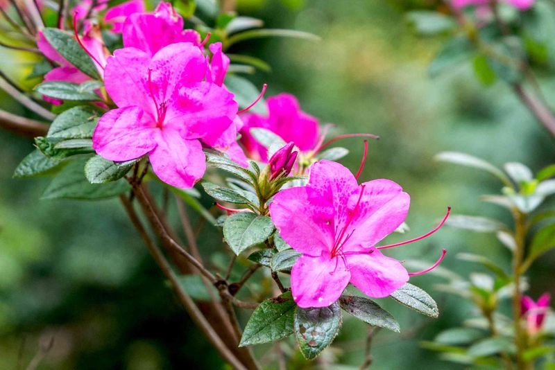 Evergreen Azaleas (Rhododendron spp. evergreen varieties)