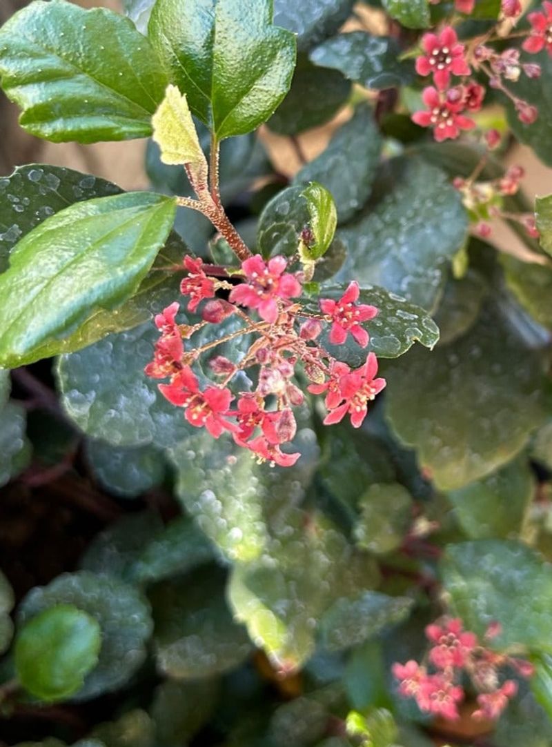 Evergreen Currant Handles Fall Planting In Shadier Areas