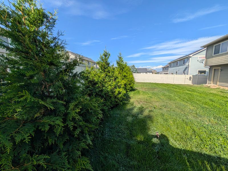 Evergreen Hedges Deserve Extra Winter Caution Evergreen Hedges Deserve Extra Winter Caution