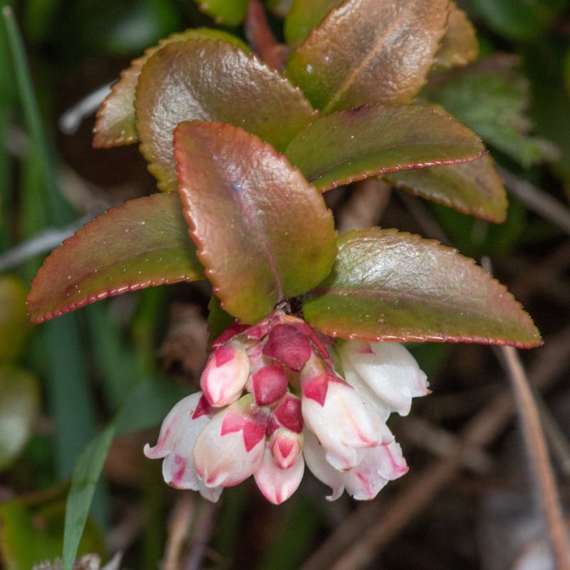 Evergreen Huckleberry Evergreen Huckleberry