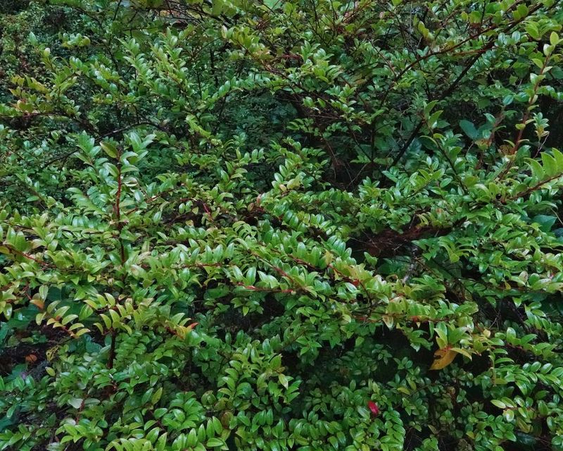 Evergreen Huckleberry
