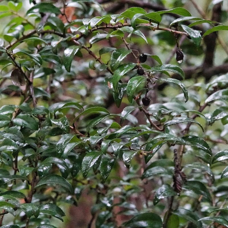 Evergreen Huckleberry (Vaccinium ovatum)