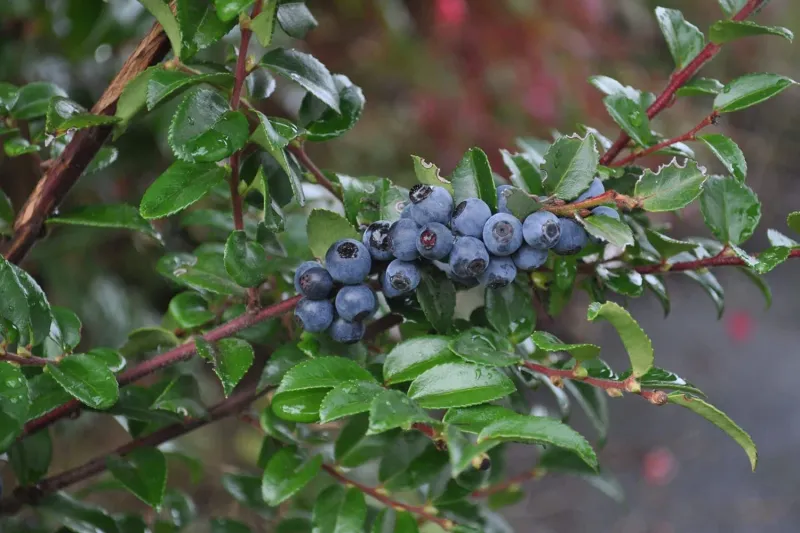 Evergreen Huckleberry (Vaccinium ovatum) Evergreen Huckleberry (Vaccinium ovatum)