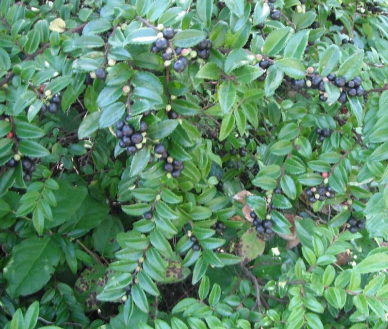 Evergreen Huckleberry Evergreen Huckleberry