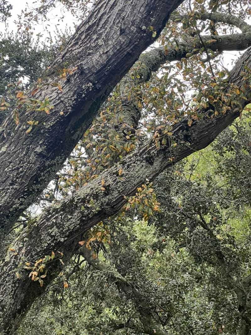 Evergreen Oaks Still Shed Leaves Gradually