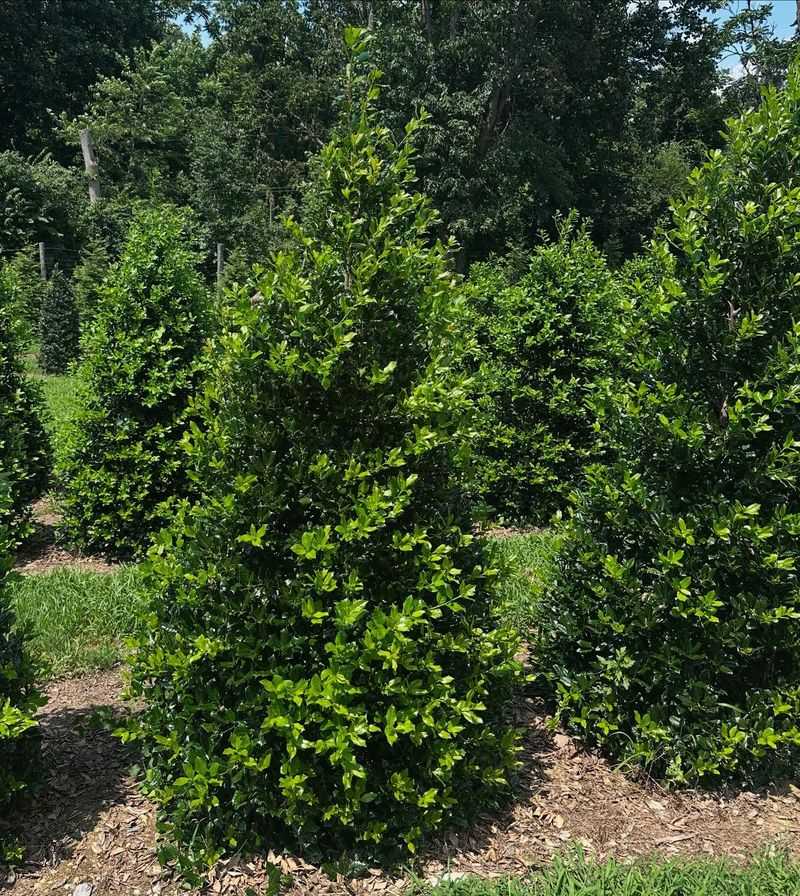Evergreen Trees And Bushes