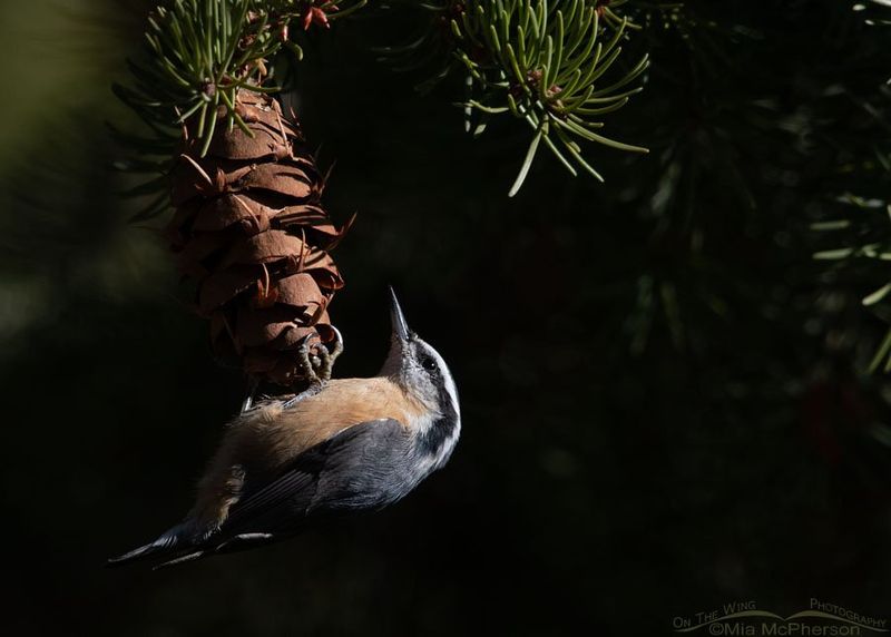 Evergreen Trees Offer Valuable Winter Shelter