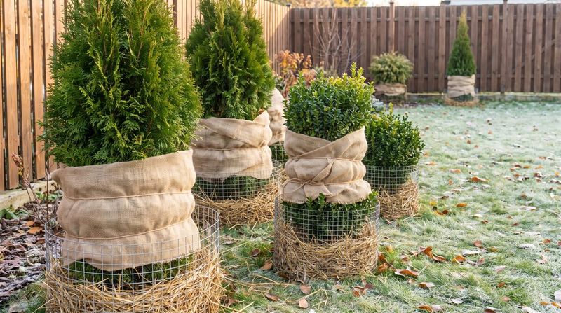 Evergreens Need Protection More Than A Late Trim Evergreens Need Protection More Than A Late Trim