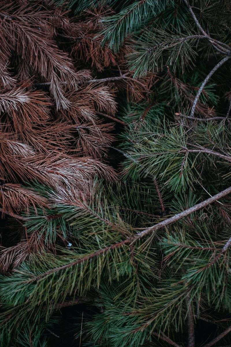 Evergreens Turning Rusty From The Inside Out Evergreens Turning Rusty From The Inside Out