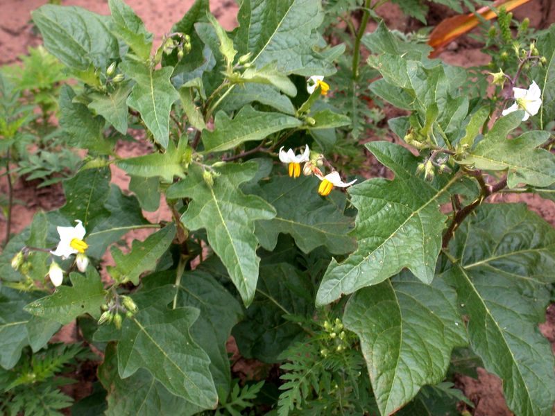 Every Part Of This Weed Is Toxic