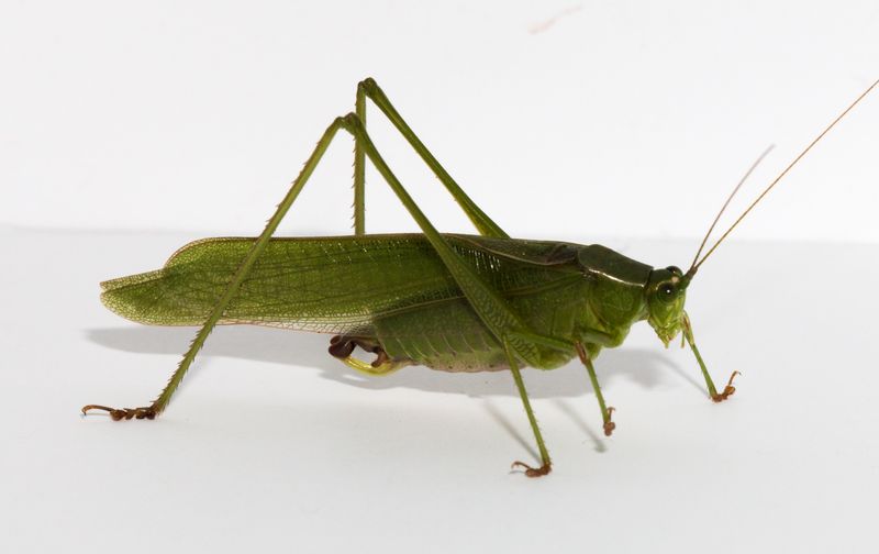 Every Species Has Its Own Tune