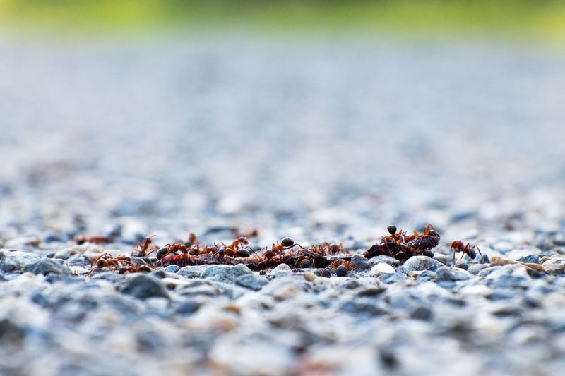 Everyday Habits That Keep Crazy Ants Out