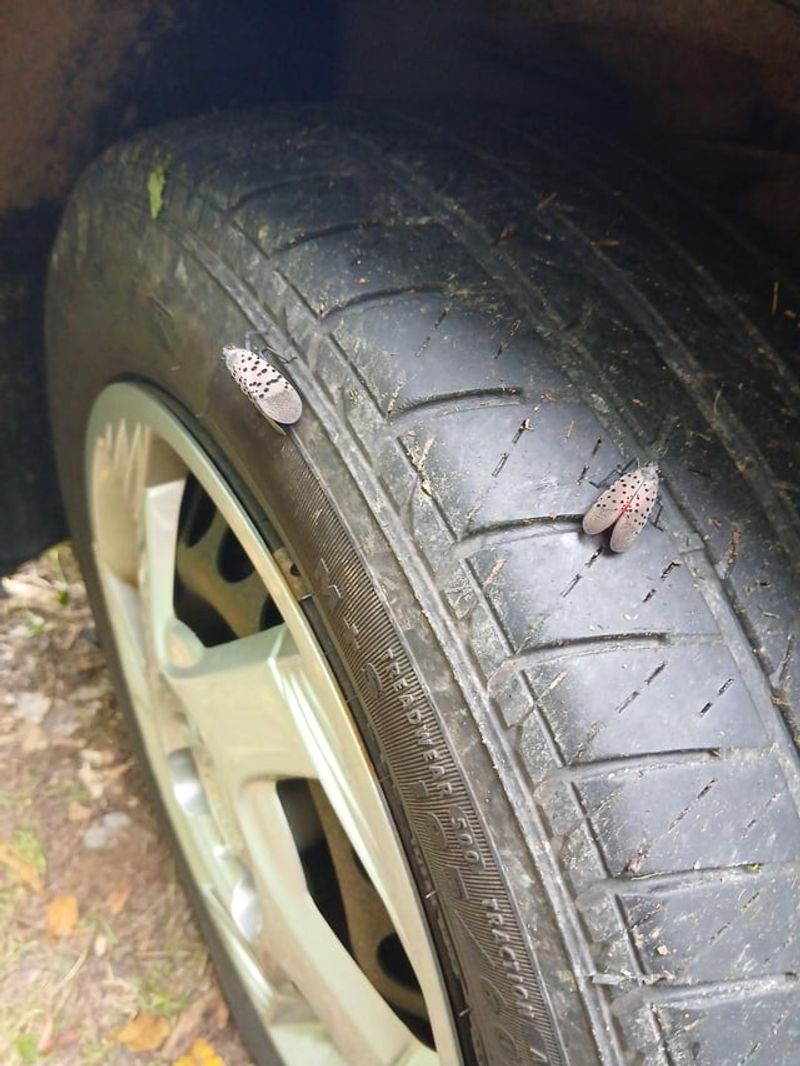 Examine Vehicle Wheel Wells, Bumpers, And Truck Beds After Road Trips Examine Vehicle Wheel Wells, Bumpers, And Truck Beds After Road Trips