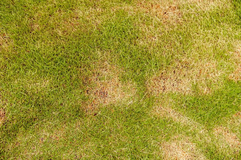 Excess Moisture Can Encourage Turf Diseases