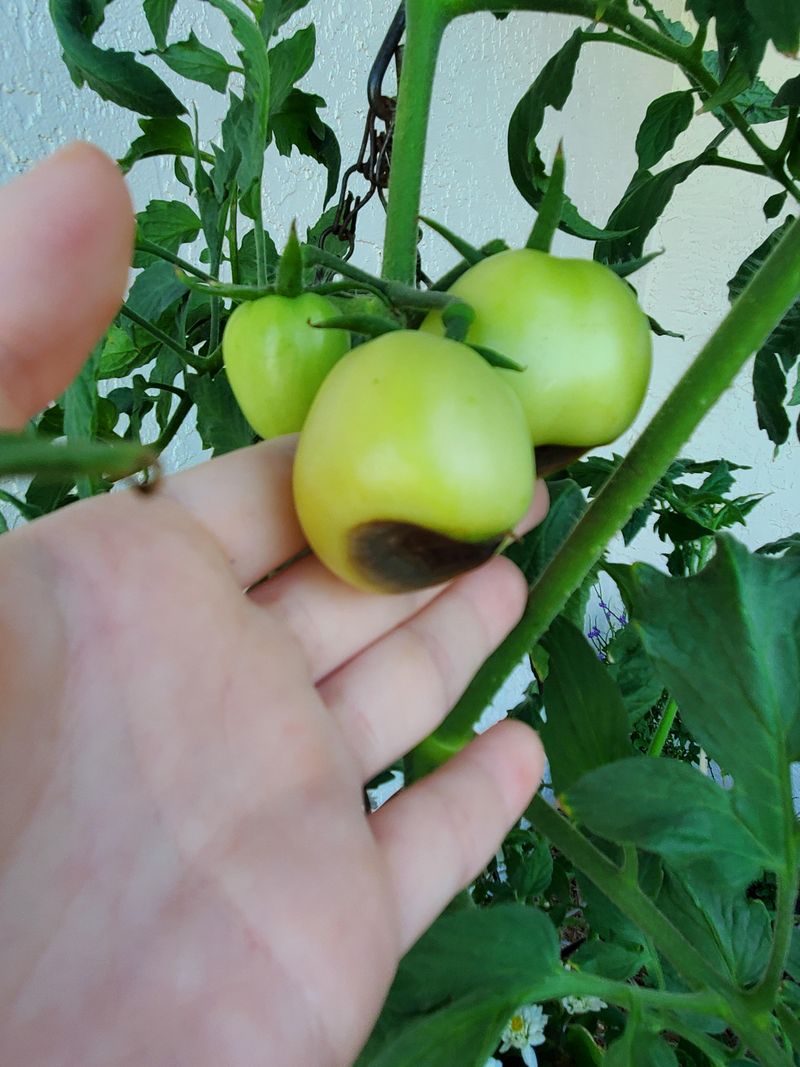Excess Moisture Encourages Decay