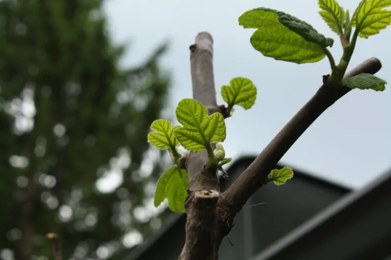 Excess Nitrogen Can Encourage Tender Growth