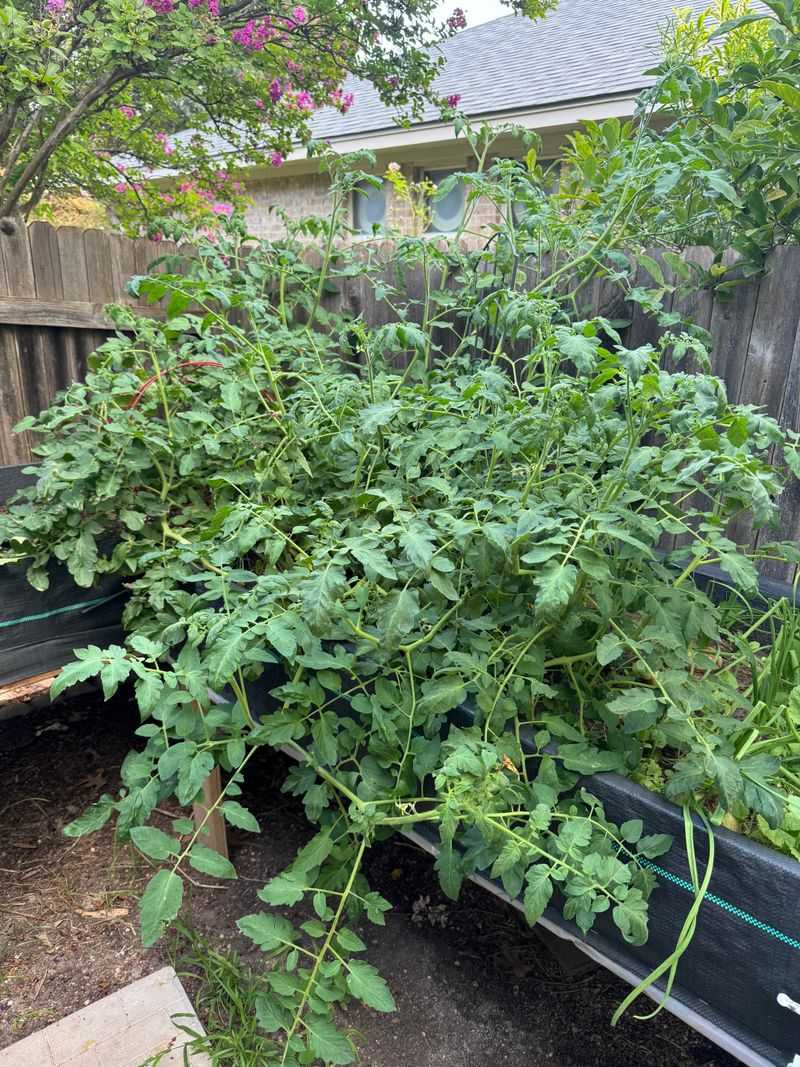 Excess Nitrogen Favors Vines, Not Fruit