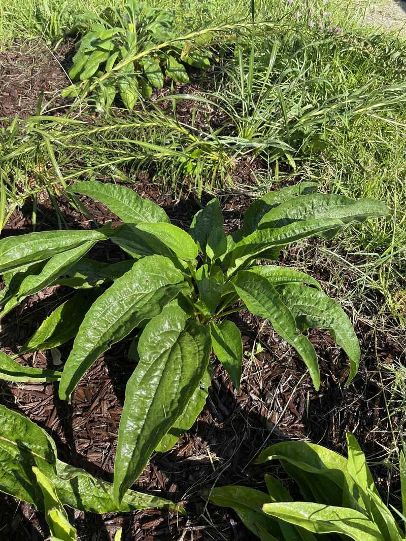 Excess Nitrogen Fertilizer Is Fueling Leaves Over Flowers