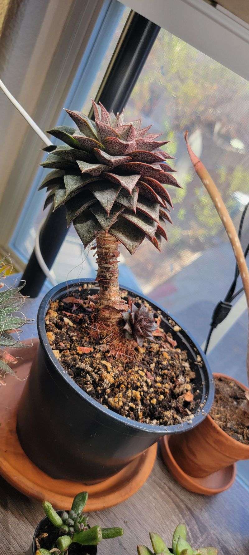 Existing Stretched Growth Wont Reverse Itself