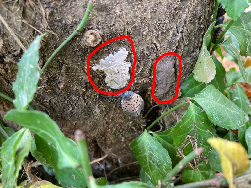 Expand The Inspection Beyond A Single Tree Expand The Inspection Beyond A Single Tree