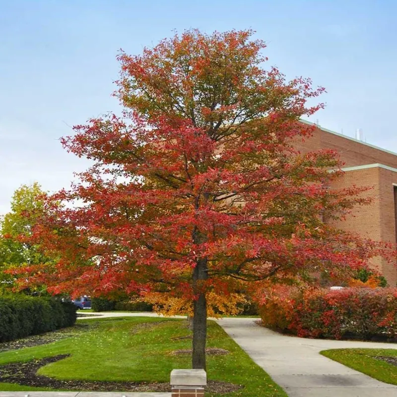 Expect A Slow-Growing Tree With Long-Term Landscape Appeal