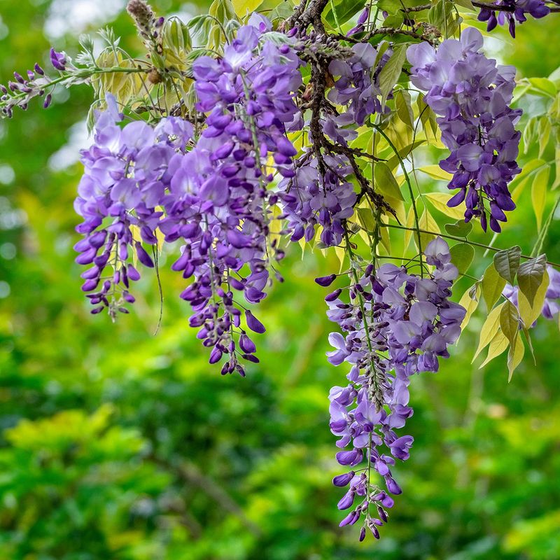 Expect Attractive Fragrant Flowers Expect Attractive Fragrant Flowers