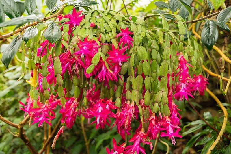 Expect Blooms When Short Days Trigger Flowering Expect Blooms When Short Days Trigger Flowering
