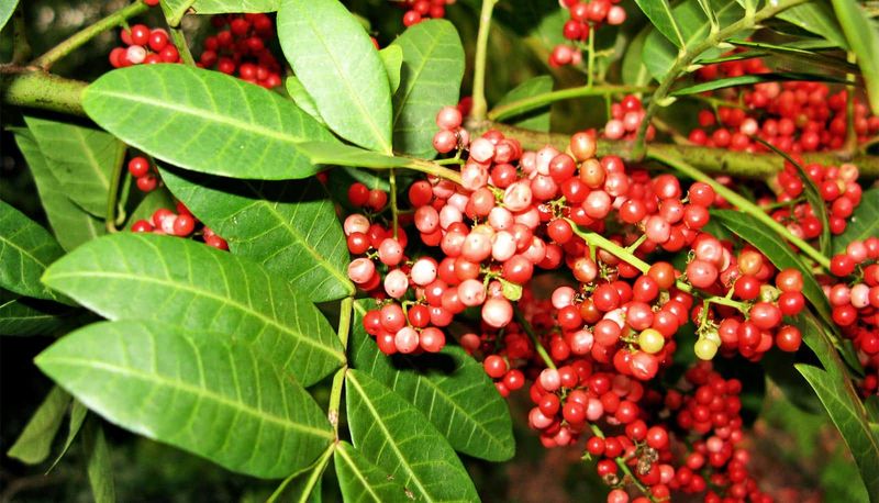 Expect Dense Thickets To Crowd Out The Plants Growing Around Them