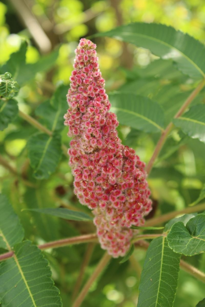 Expect Female Plants To Produce The Fruit