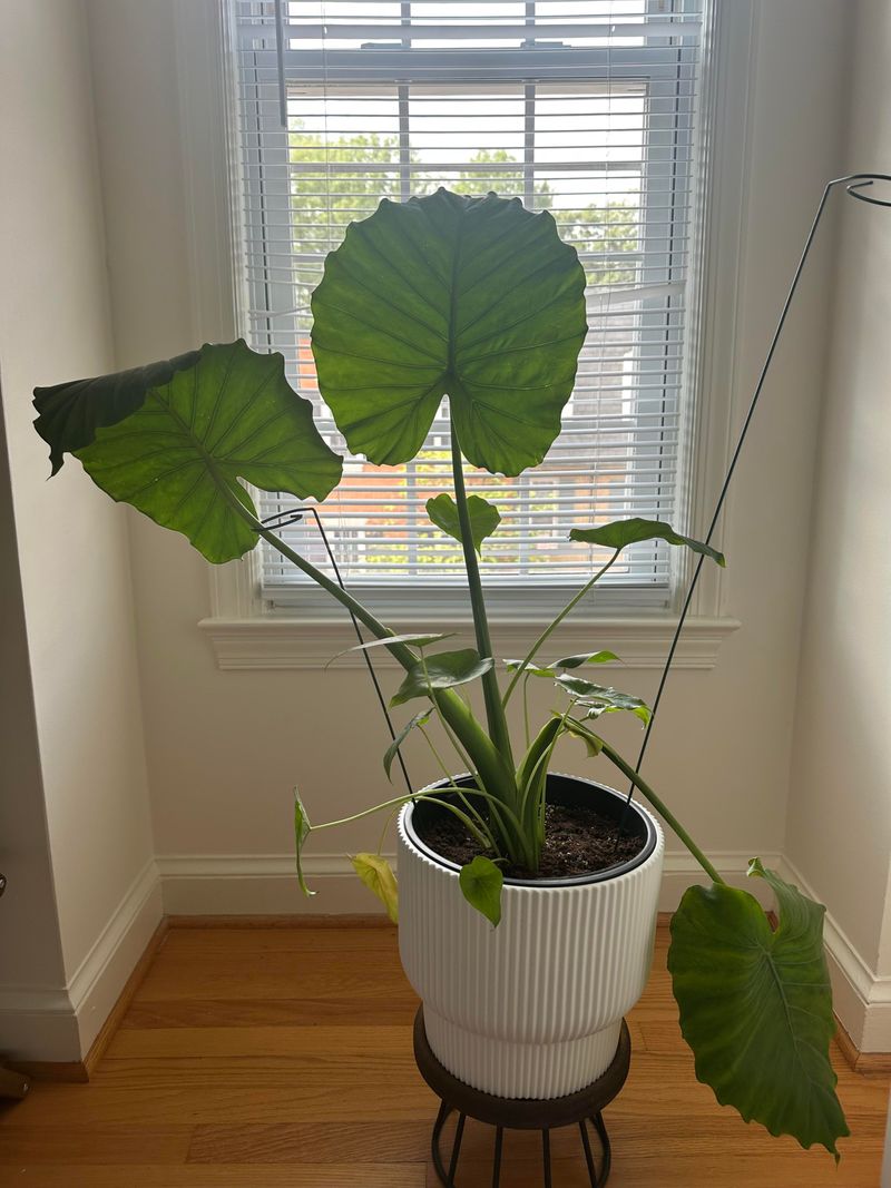 Expect Foliage To Change After Relocation