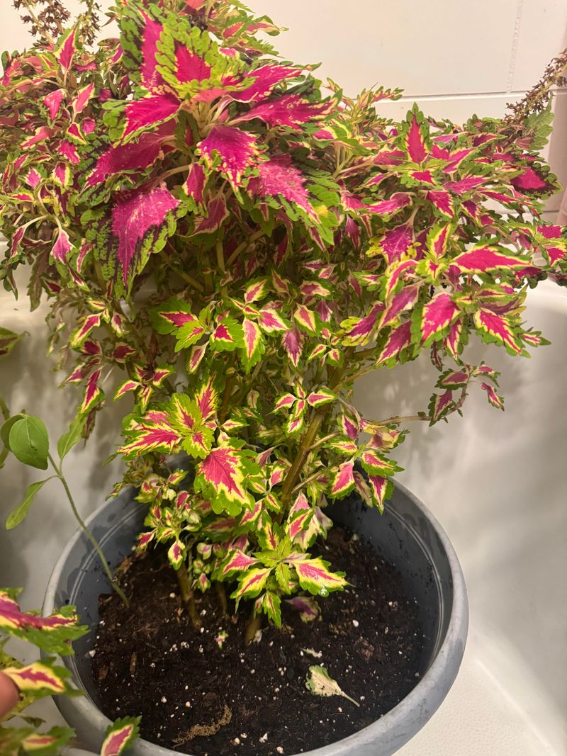 Expect Growth To Slow During Winter Expect Growth To Slow During Winter