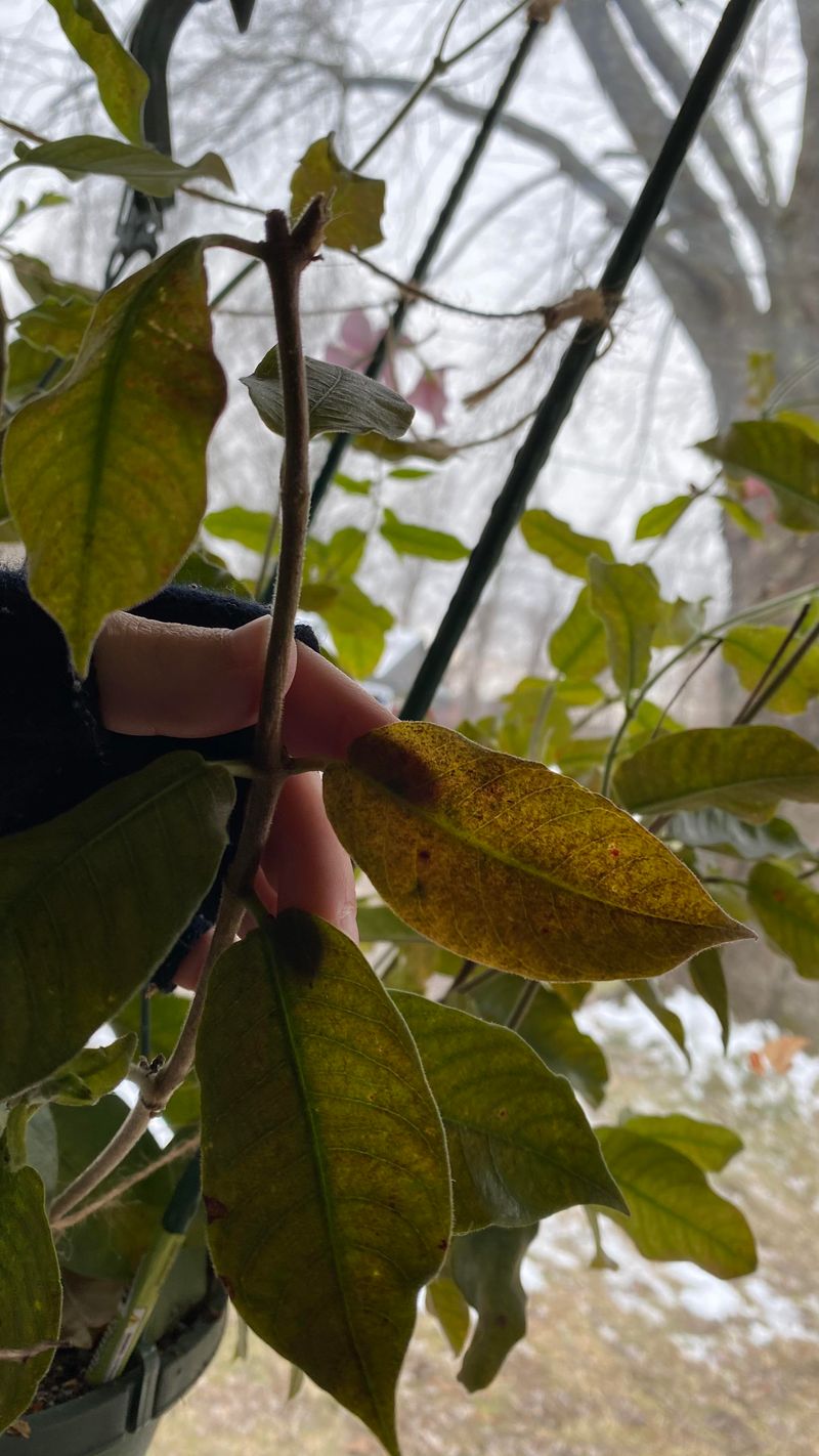 Expect Leaf Drop As The Plant Adjusts To Indoor Conditions