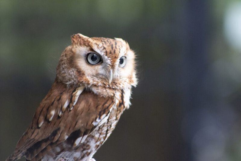 Expect Owls To Hunt Mice And Other Prey
