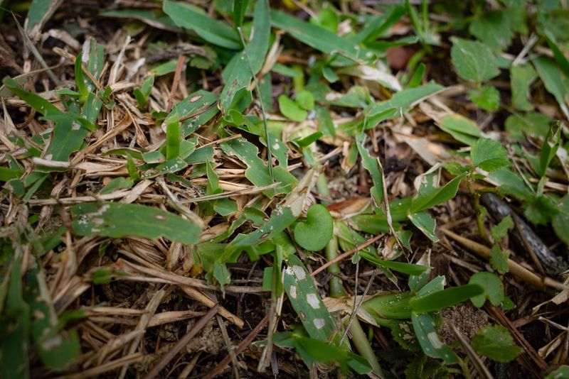 Expect September To Push Sod Webworm Activity Into High Gear