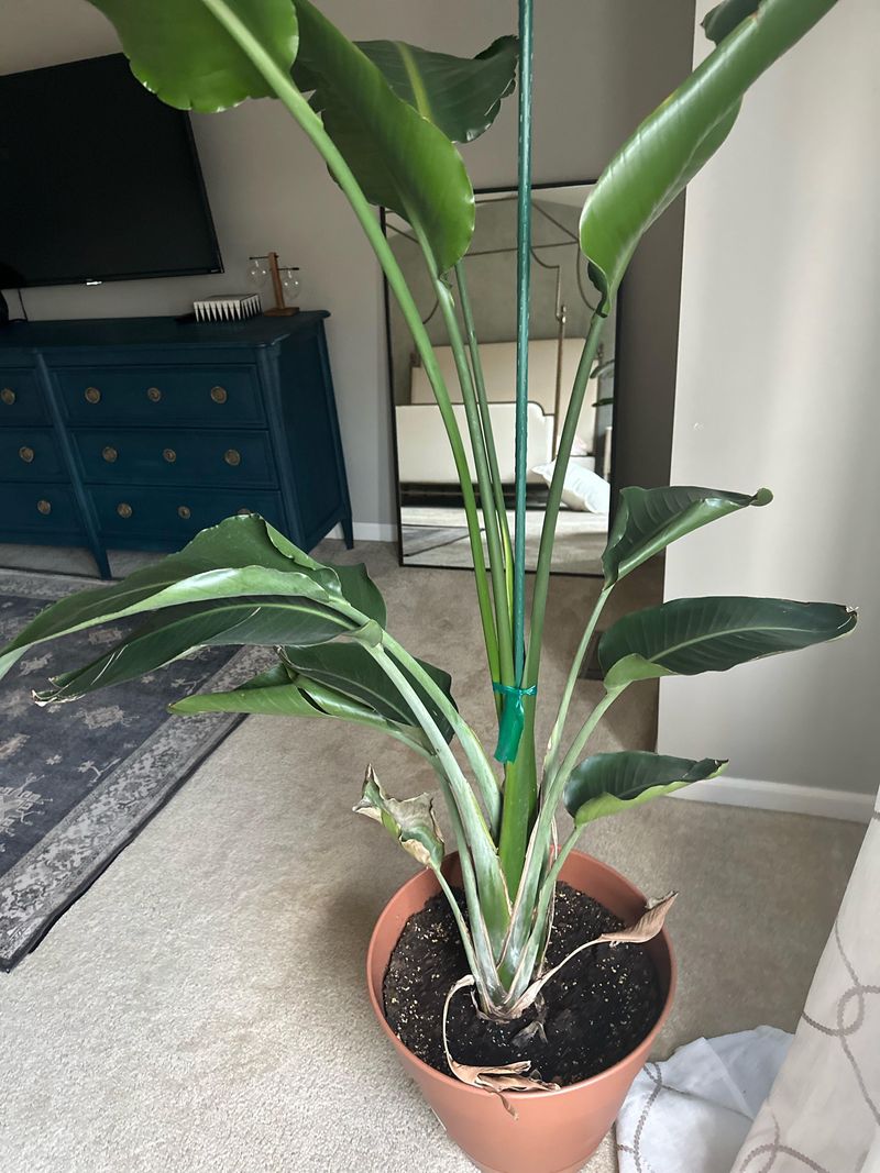 Expect Slower Growth Once The Plant Comes Inside