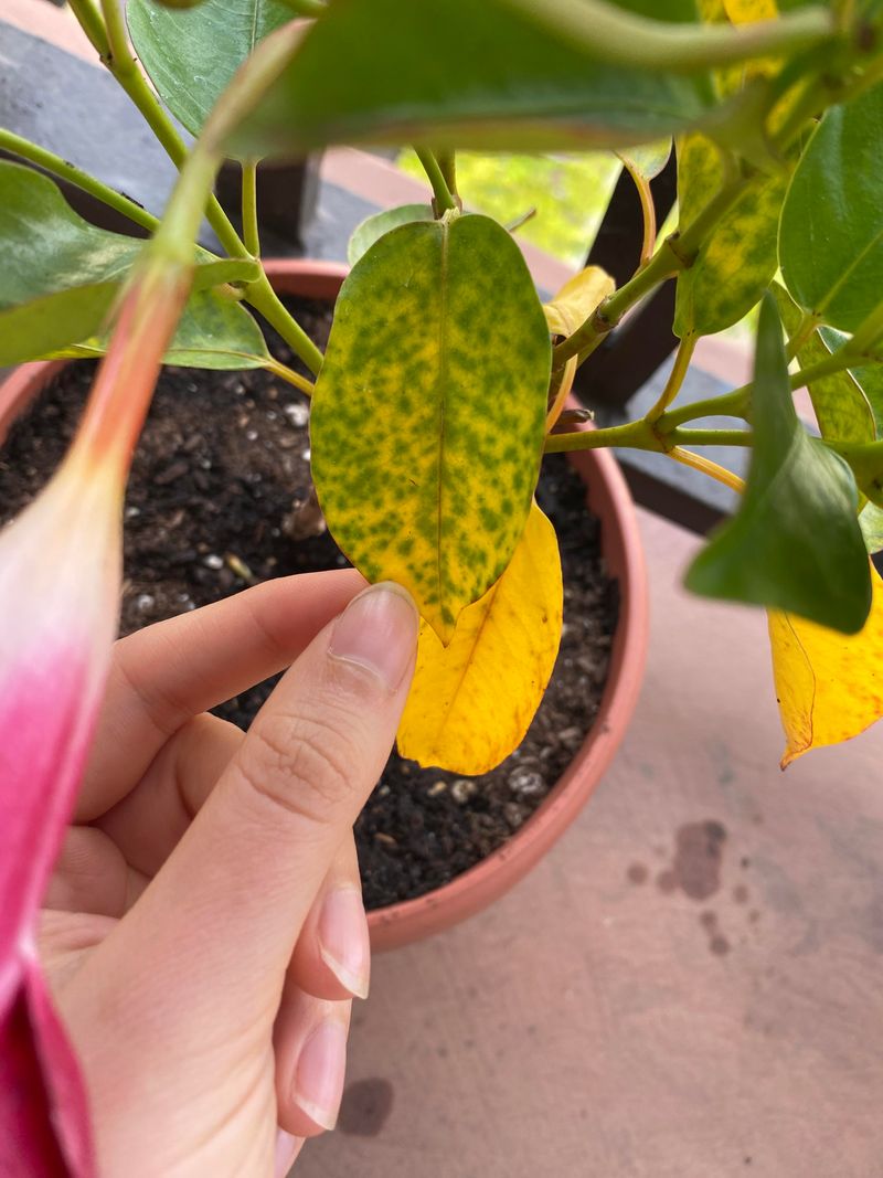 Expect Some Leaf Drop After Relocation