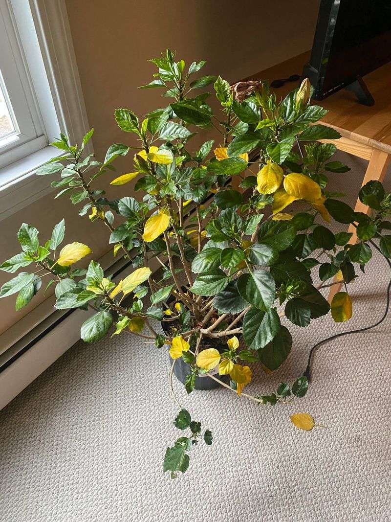Expect Some Leaf Drop After The Move Indoors