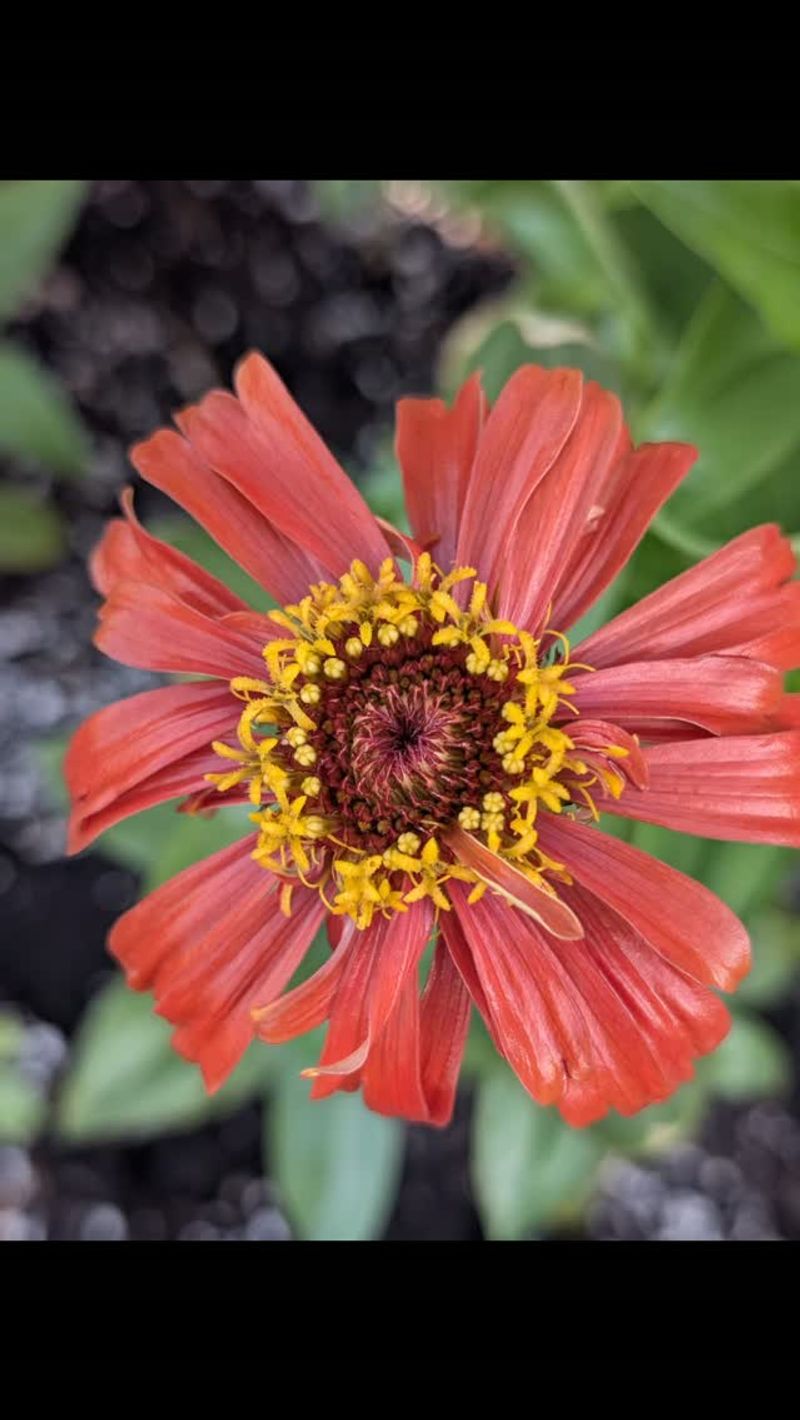 Expect Variation From Hybrid and Cross-Pollinated Zinnias