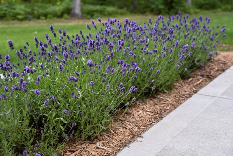 Expect a Low Informal Border, Not a Free Privacy Hedge