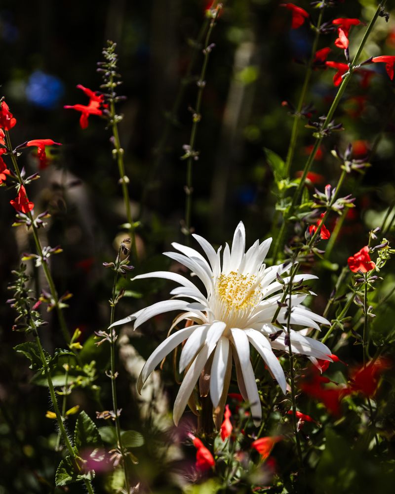 Expect a memorable bloom, not a guaranteed crowd