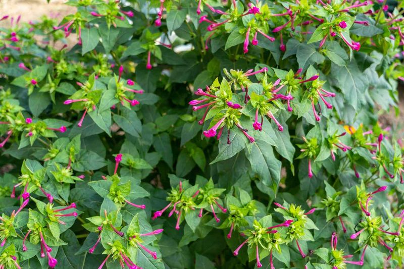 Expect a useful dusk plant, not a no-preparation miracle