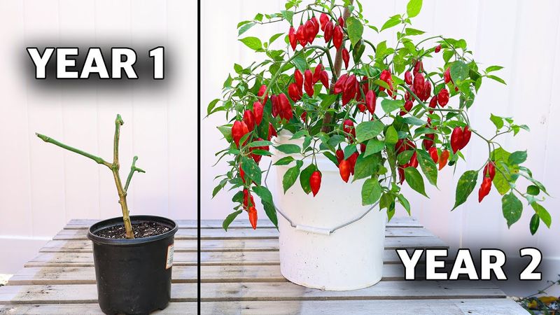 Expect an established pepper, not a permanent tree