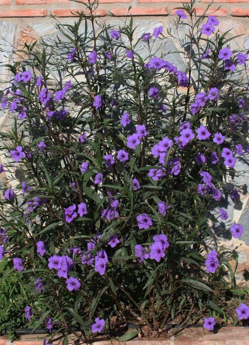 Expect variable blooms and a hummingbird draw Expect variable blooms and a hummingbird draw