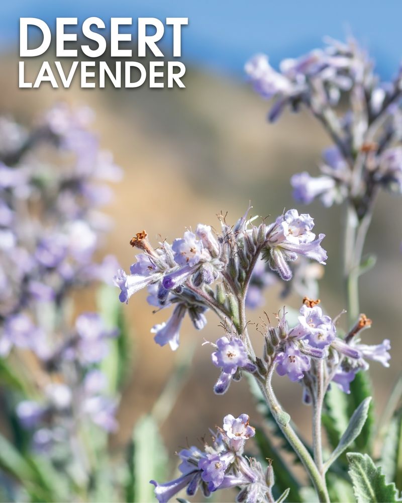 Expect variable spring flowers and fragrance