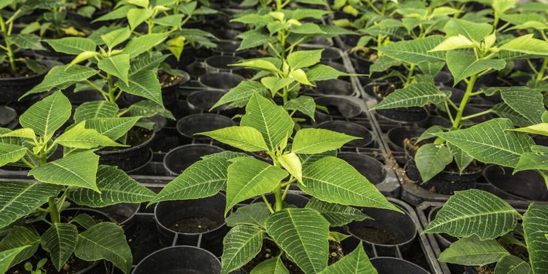 Expecting Color From A Weak Or Stressed Plant