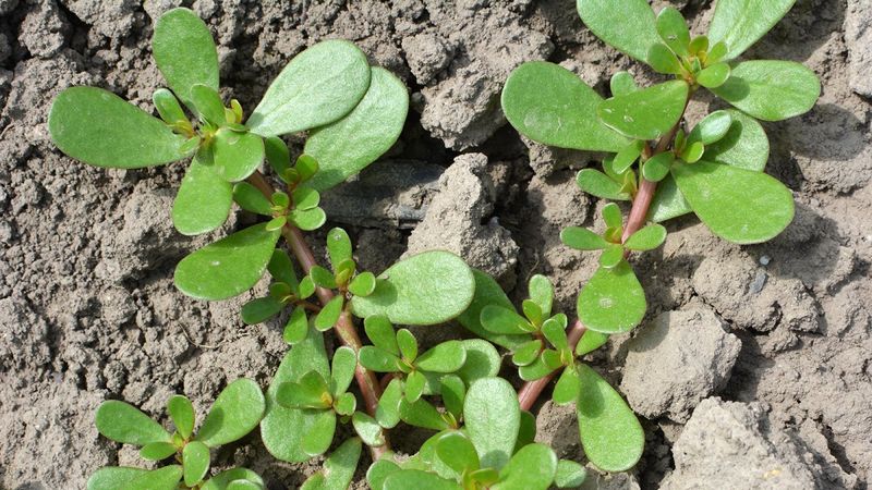 Explain why purslane copes with heat and drought Explain why purslane copes with heat and drought
