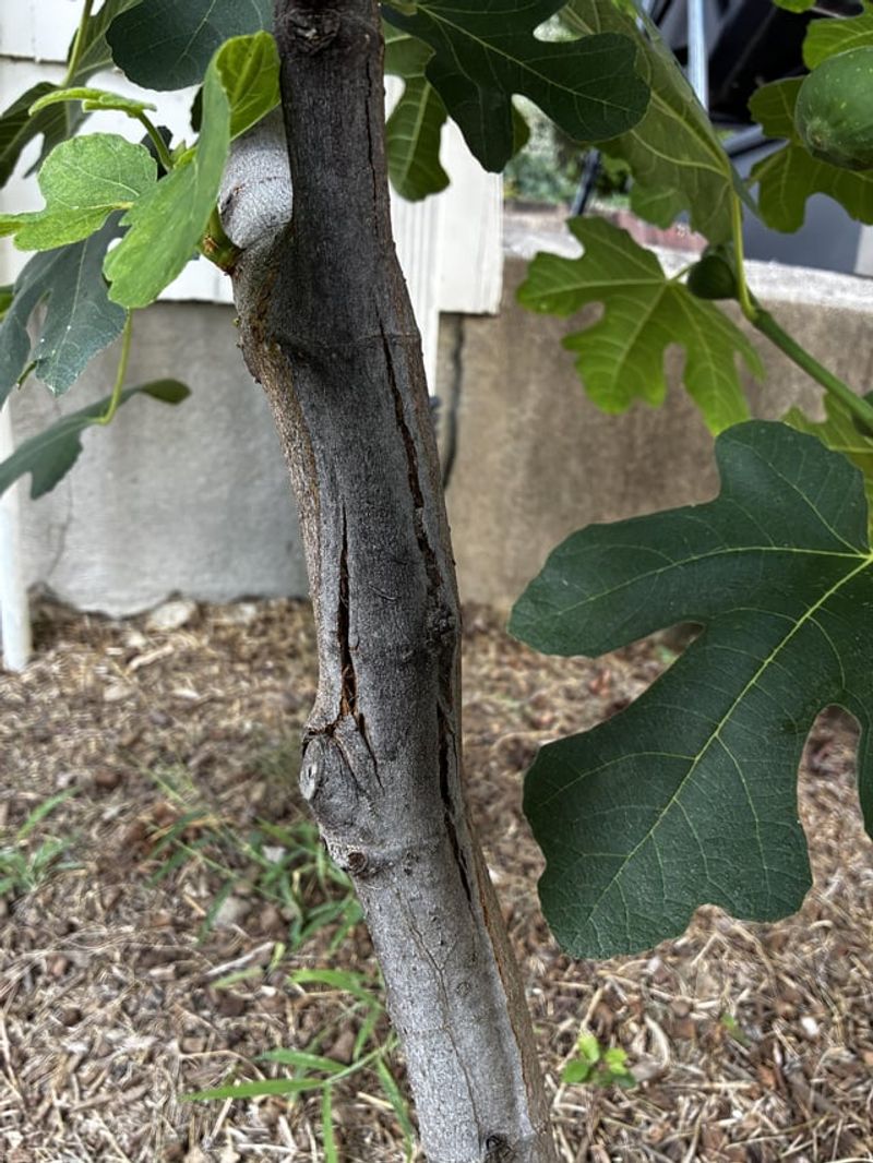 Exposed Branches Can Suffer Winter Damage